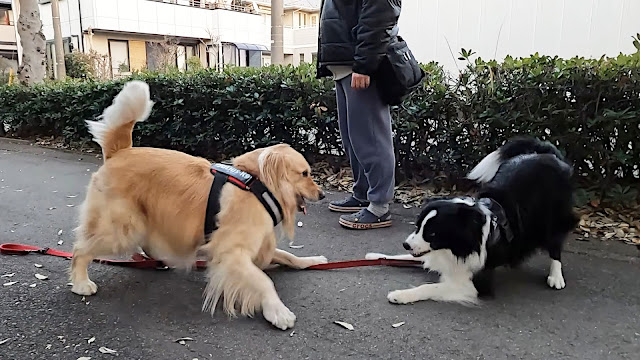 保護犬 ボーダーコリー トーマ