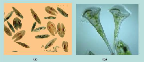 FSc Biology Part 1 XI 11th Chapter 7 The Kingdom Protista (or Protoctista) Notes Long Questions fscnotes0