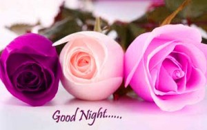 3 Beautiful Good Night Flowers
