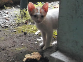 Foto-Foto Anak Kucing Lucu di Luar Jendela Kamar Kost Gue 16
