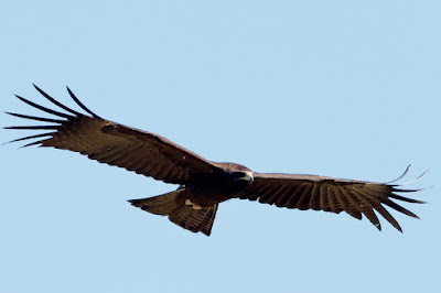 Black Eagle - winter visitor