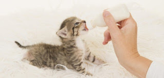 How to feed kittens