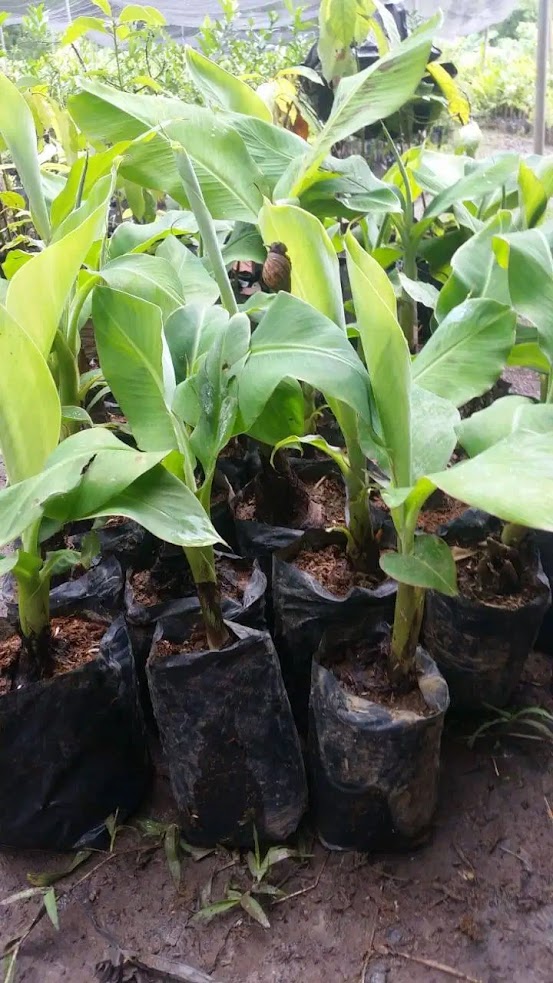 bibit pohon pisang tanduk cocok buat koleksi kebun batang Sumatra Barat