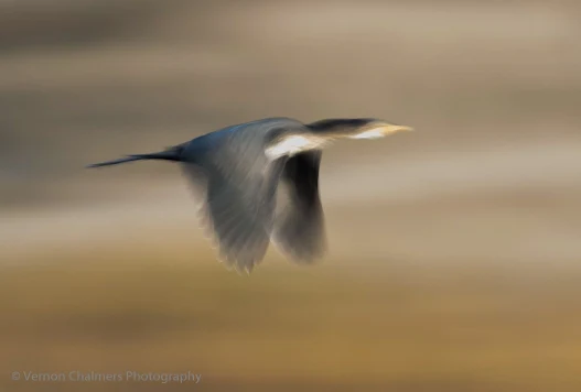 White-Breasted Cormorant in flight - Slow Shutter Speed Abstract Cape Town