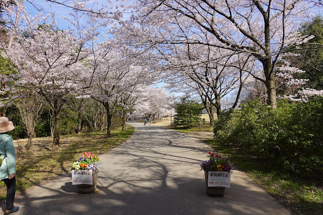 鳥取県西伯郡南部町鶴田 とっとり花回廊 桜まつり ソメイヨシノ（染井吉野）