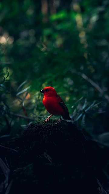 Passarinho Vermelho para Plano de Fundo