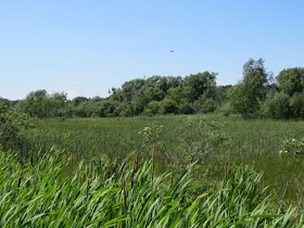 wetland