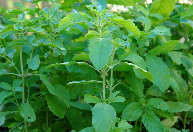 tulsi