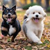 The Cutest Dog Breeds in the World