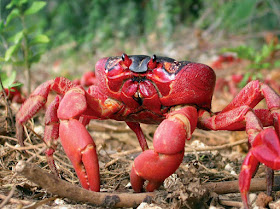 Red crab eggs hatch and the young larvae immediately as live in the sea for a month before returning to the coast, changes in breathing air, and slowly returning to the countryside to begin a new cycle.