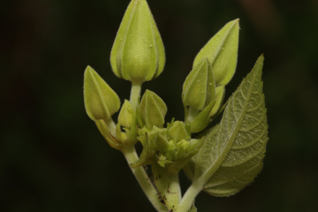 Abroma augustum