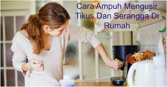 Huuh Kesal Karena Dirumah Banyak Tikus dan Serangga ?? Jangan Pusing Inilah Cara Mudah Membasminya !!