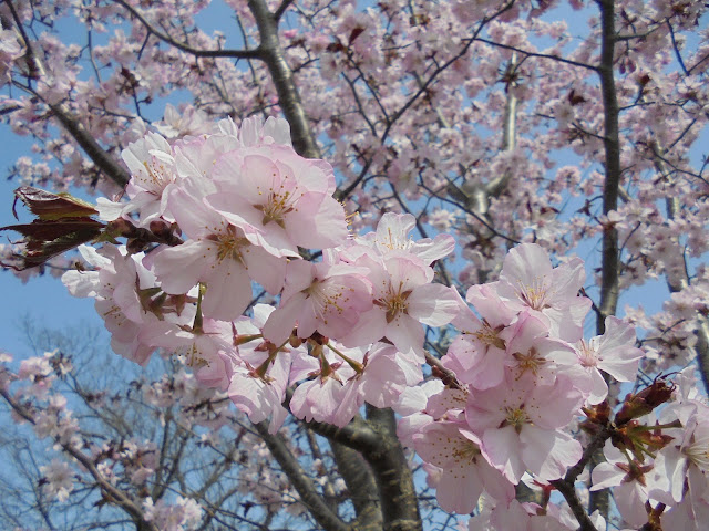 山桜の花も満開