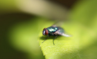 Fotografías de insectos como Arañas, Abejas, Moscas, Catarinas, y Gusanos