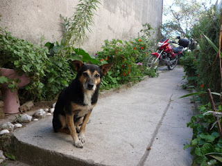 Charol sentado posando detrás la honda storm