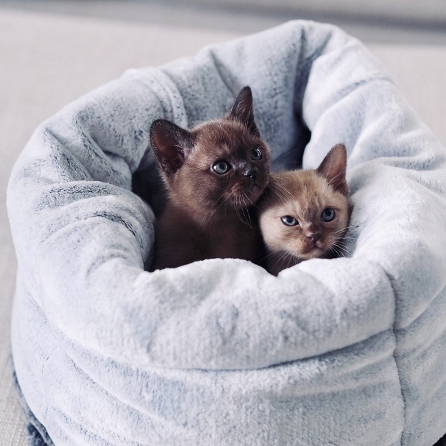 Cats In Cat Bed