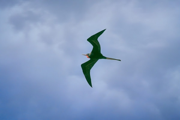 Male Magnificent Frigatebird.