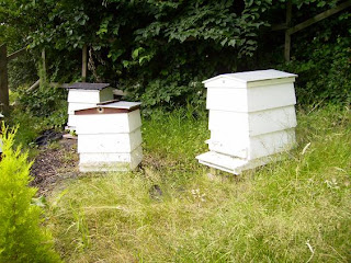 WBC hives