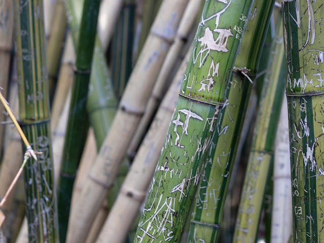  Memilih  Bambu  yang  Kuat untuk Furniture dan Bangunan Rumah 