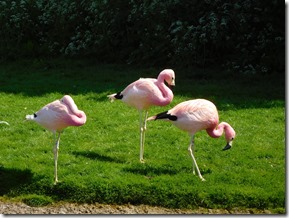 15 andean flamingos