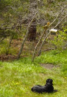 Shelby on squirrel patrol.