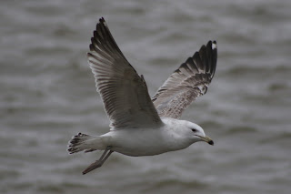 2nd cycle Caspian Gull