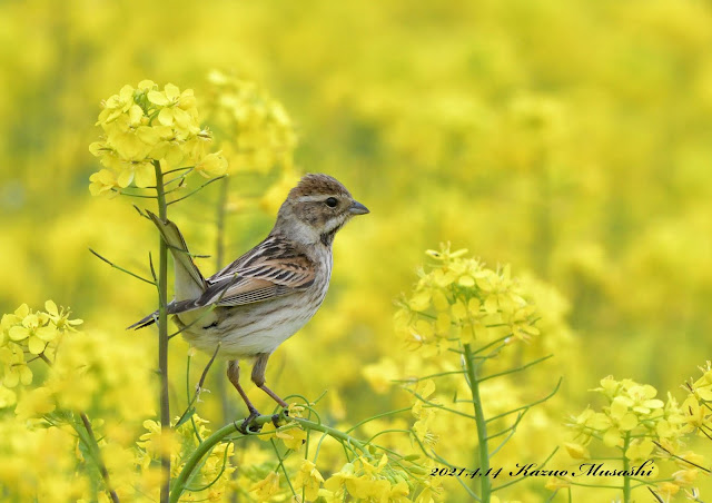 菜の花にオオジュリンが止まってくれました