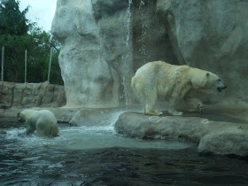 toledo zoo polar bears playing in the water