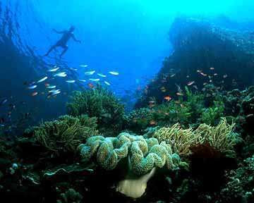 Bunaken - North Sulawesi