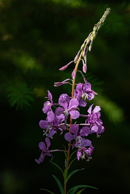 Fireweed, Camp Forever Young