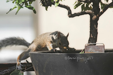 This is a photograph features a squirrel about to jump into a container that is housing a shrub in my rooftop garden. My garden is the setting for my three volume book series, "Words In Our Beak."  (Info re the books is within a post on my blog @ https://www.thelastleafgardener.com/2018/10/one-sheet-book-series-info.html). Squirrels are not featured in  these books, but I have published info re them within other entries on this blog (@ https://www.thelastleafgardener.com/search?q=Squirrels).