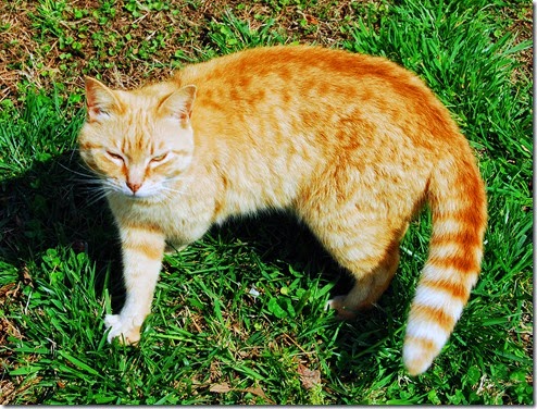 Friendly Cat