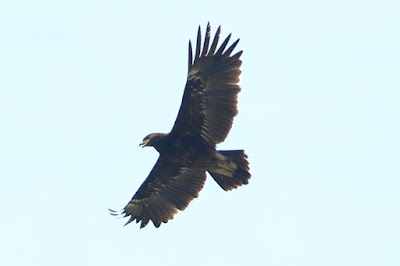 Greater Spotted Eagle