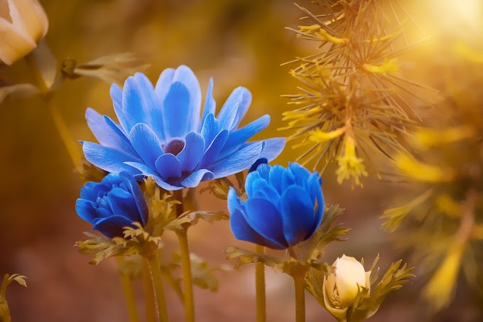 Blue Roses Flower HD Wallpapers Download