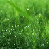 Rumput tetangga lebih hijau