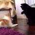 Bataie intre animale / Pisica vs Caine - Filmulete haioase