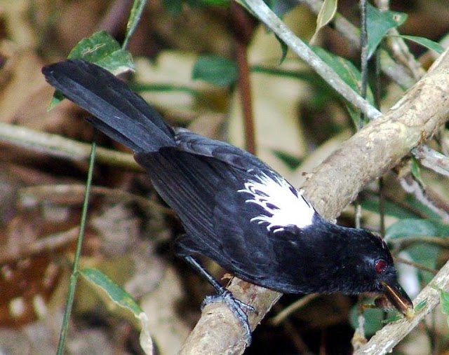 Olho-de-fogo-rendado resiste à extinção numa estreita faixa de Mata Atlântica fragmentada