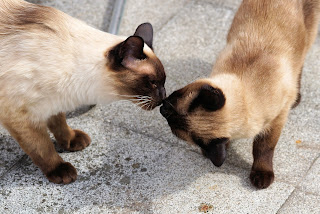 cat breed, Siamese