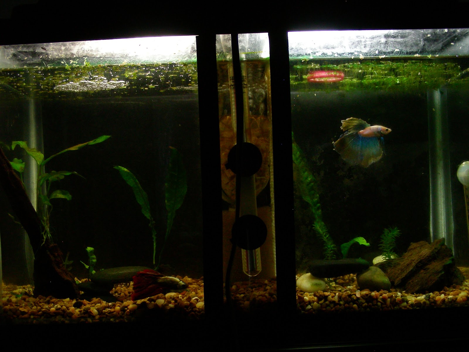 Fish Girl Writes: My Tanks: an introduction