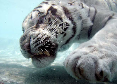 White Bengal Tiger Splash show