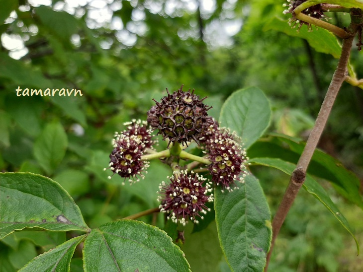 Свободноягодник сидячецветковый (Acanthopanax sessiliflorus, =Eleutherococcus sessiliflorus)