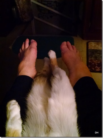 11-22-15 Cats (10) 11-22-15 Cats (10)