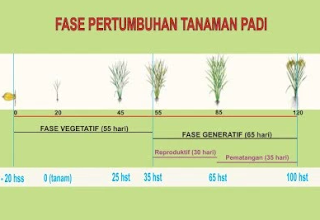    Pengertian Umur Tanaman Padi Ciherang Ciri-Ciri Morfologi dan Jarak Tanam Berikut Manfaat 