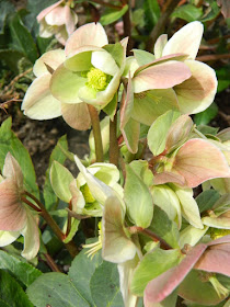 Ivory Prince Hellebore spring blooms by garden muses-not another Toronto gardening blog