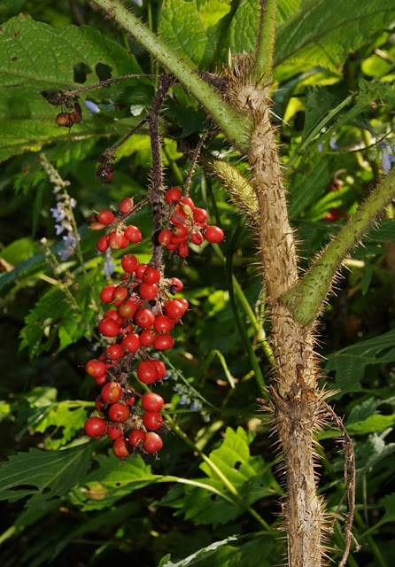 Заманиха высокая (Oplopanax elatus, =Echinopanax elatus)