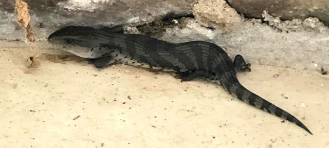 Young wild Eastern Blue-tongued Skink Tiliqua scincoides in a garden in Lismore, Australia. 