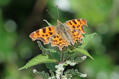 Comma