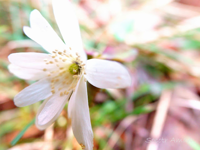 Anemone raddeana