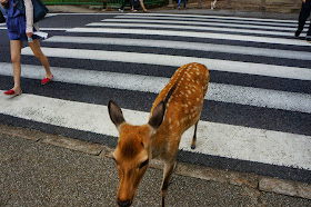 Deer waiting at the traffic lights (6 pics), funny deer pics, deer at Nara japan, deer cross road pics