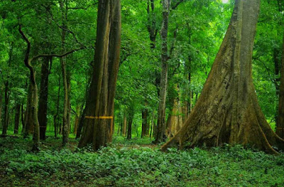 Canolly's Plot Nilambur teak plantation